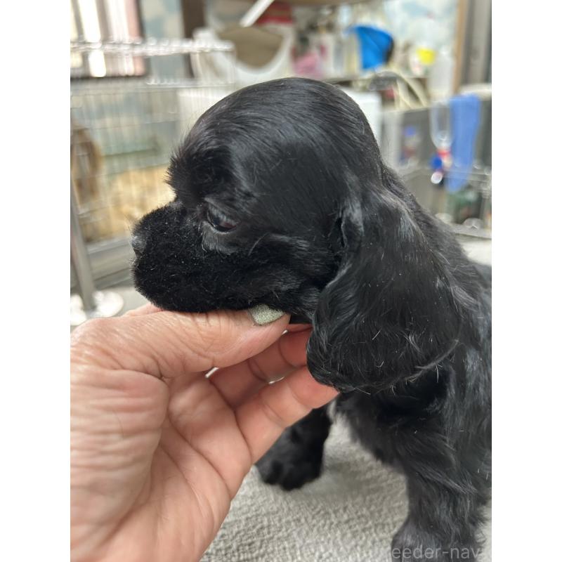 販売中の鹿児島県のアメリカンコッカースパニエル-455765の3枚目