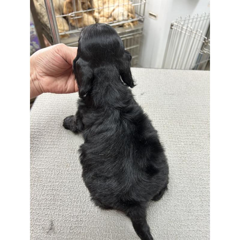 販売中の鹿児島県のアメリカンコッカースパニエル-455765の2枚目