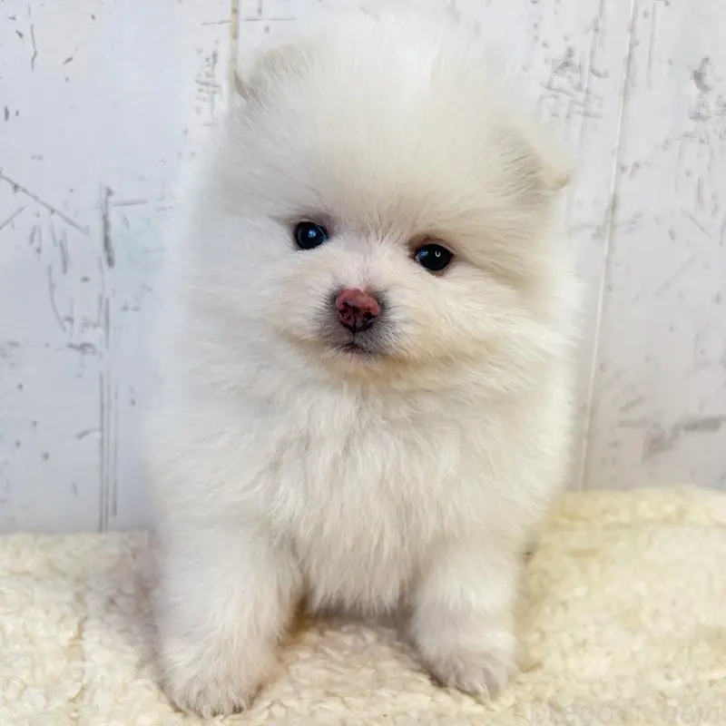 販売中の千葉県のポメラニアン-455766