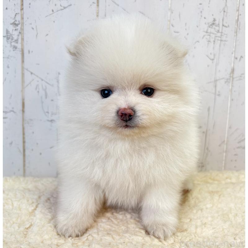 販売中の千葉県のポメラニアン-455766の6枚目