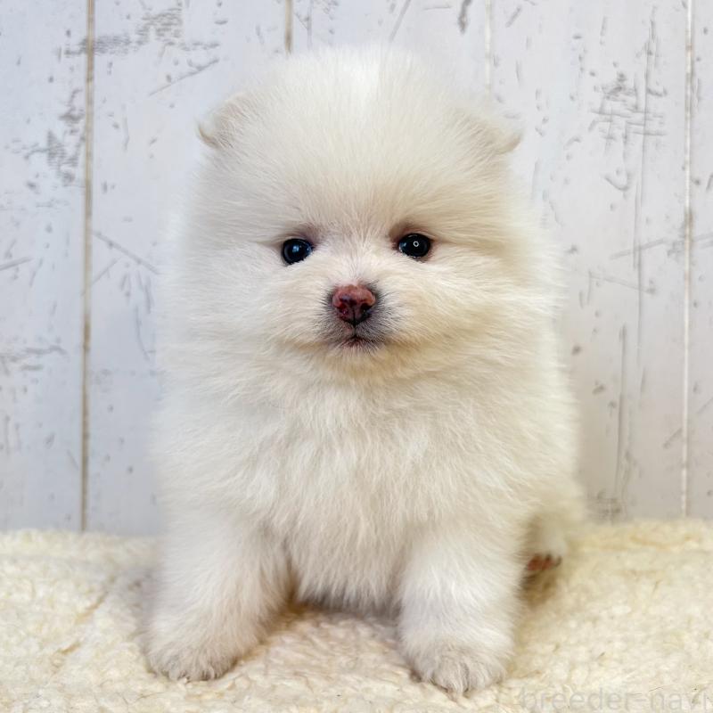 販売中の千葉県のポメラニアン-455766の5枚目