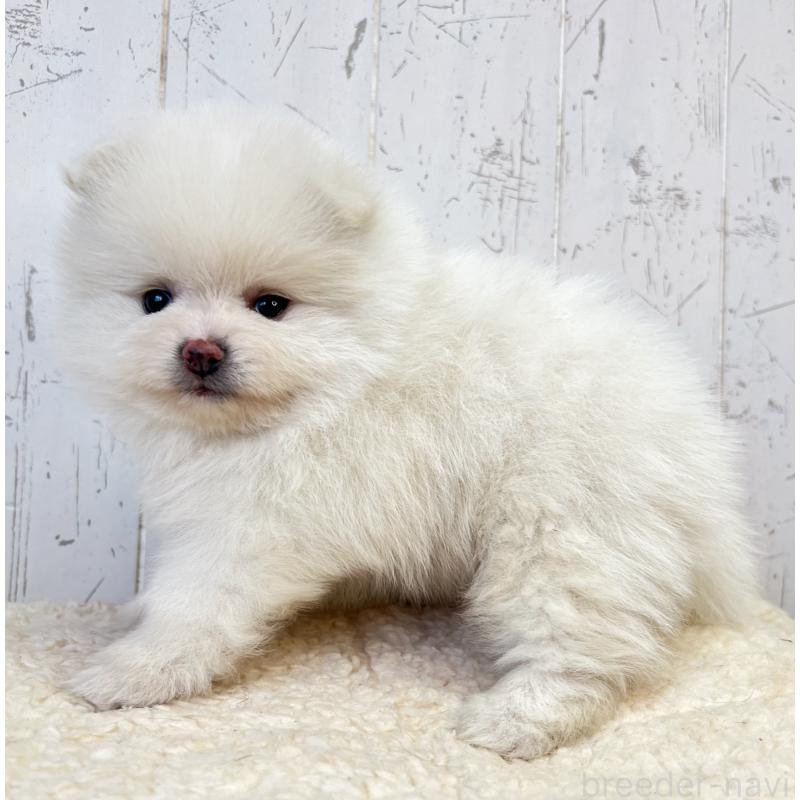 販売中の千葉県のポメラニアン-455766の4枚目