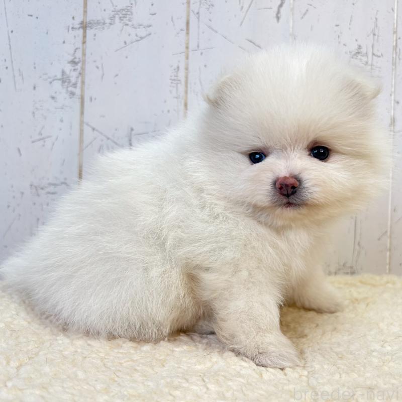 販売中の千葉県のポメラニアン-455766の3枚目