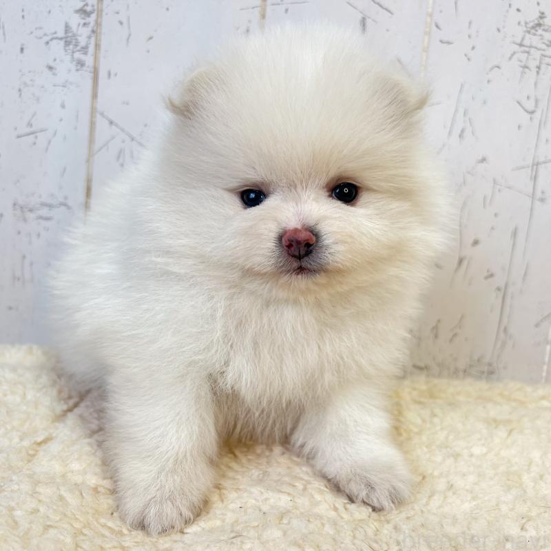 販売中の千葉県のポメラニアン-455766の2枚目