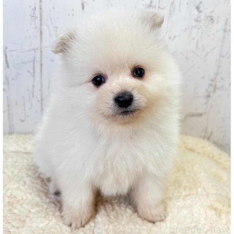 販売中の千葉県のポメラニアン-455768の6枚目
