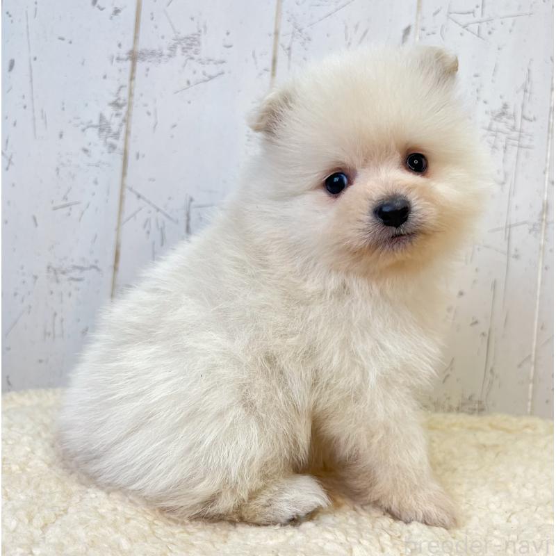 販売中の千葉県のポメラニアン-455768の5枚目