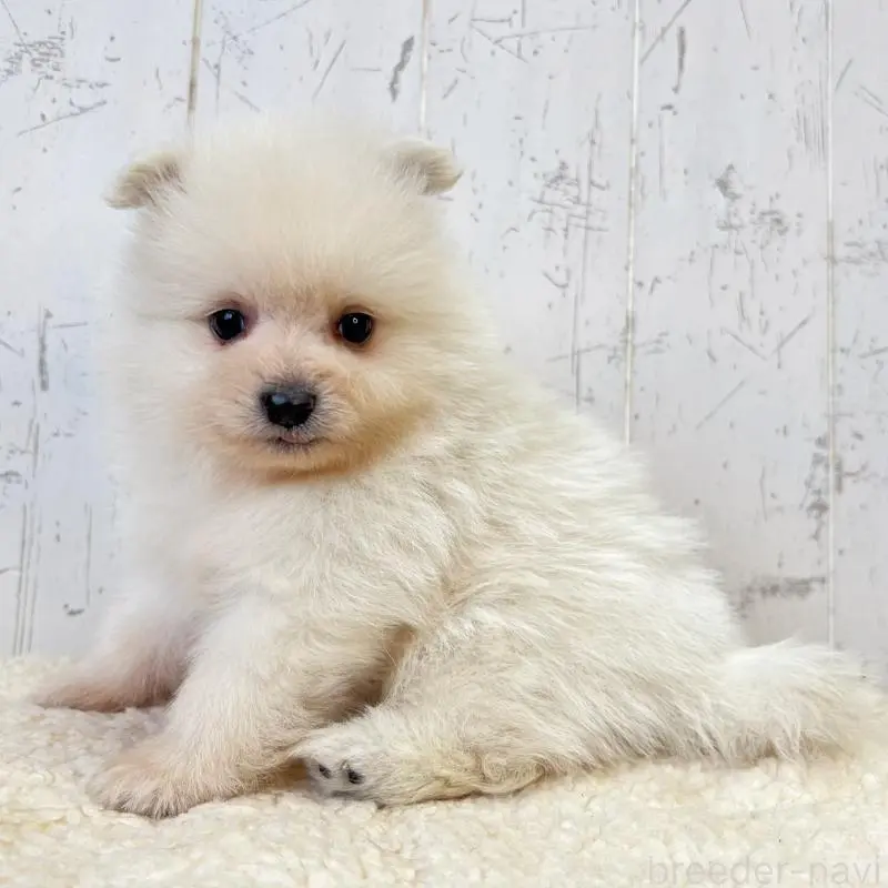 販売中の千葉県のポメラニアン-455768の4枚目