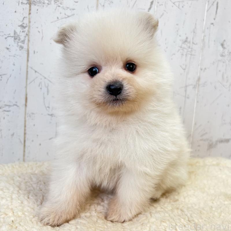 販売中の千葉県のポメラニアン-455768の2枚目