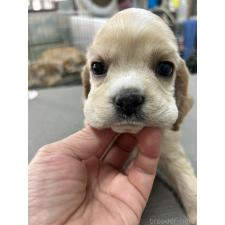 ♀︎アメリカンコッカースパニエル