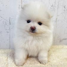 ♀︎ポメラニアン