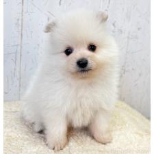 ♀︎ポメラニアン