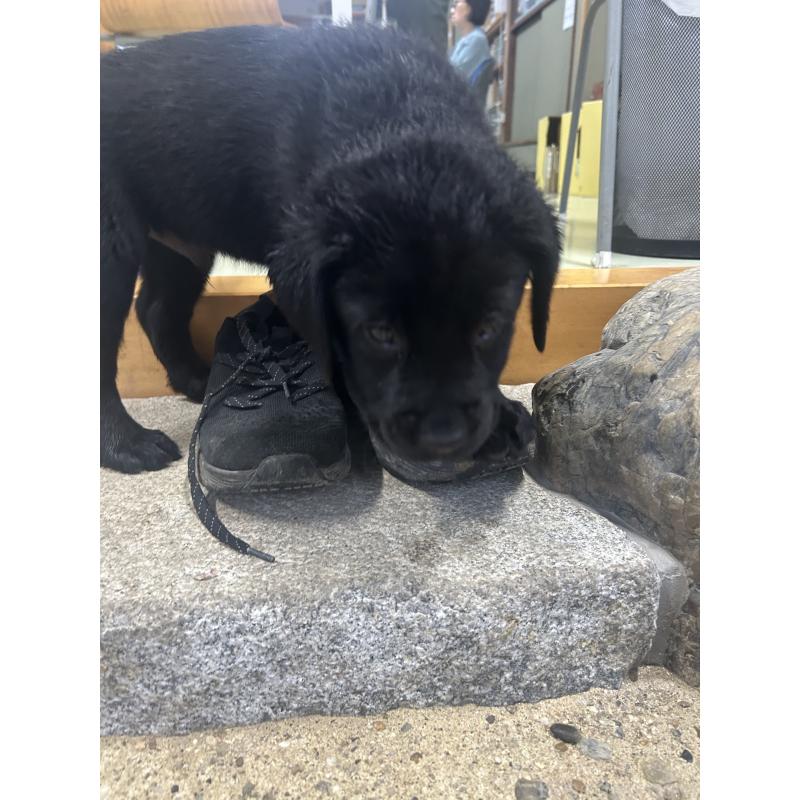 販売中の千葉県のラブラドールレトリーバー-455775の10枚目