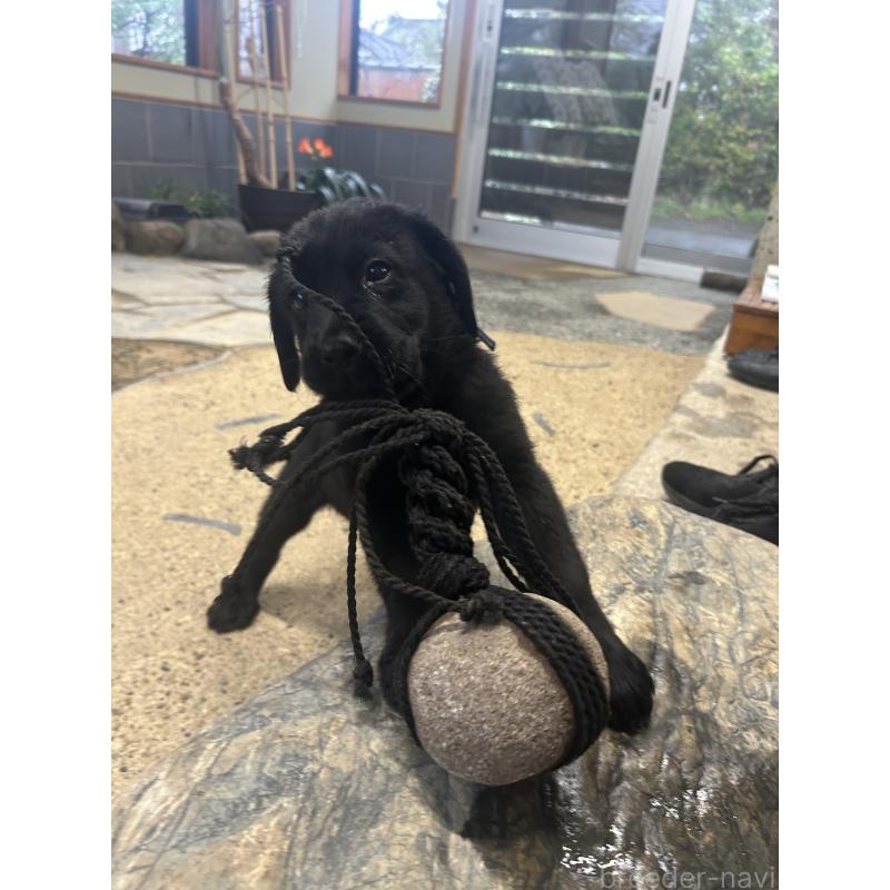 販売中の千葉県のラブラドールレトリーバー-455775の9枚目