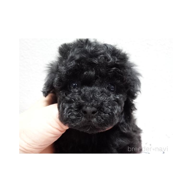 販売中の大阪府のタイニープードル-455776の5枚目