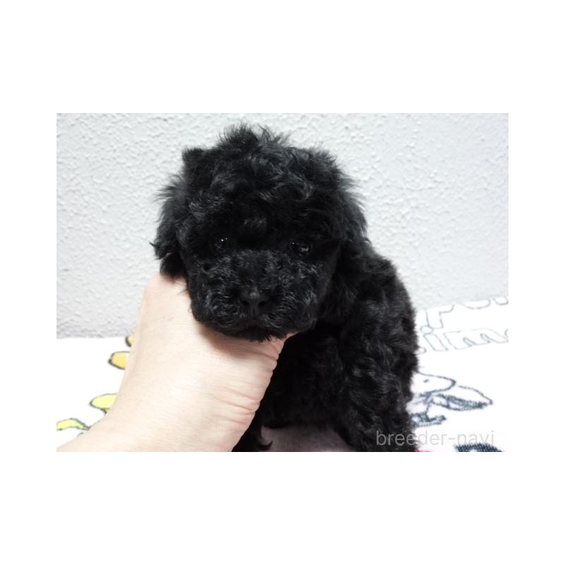 販売中の大阪府のタイニープードル-455776の4枚目