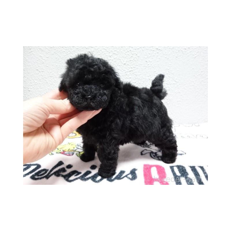 販売中の大阪府のタイニープードル-455776の3枚目