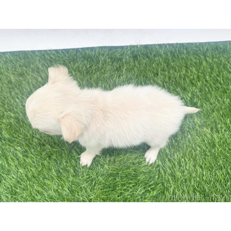 販売中の愛知県のチワワ(ロングコート)-455777の5枚目