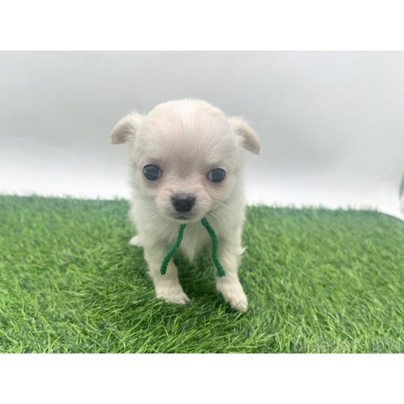 販売中の愛知県のチワワ(ロングコート)-455777の4枚目