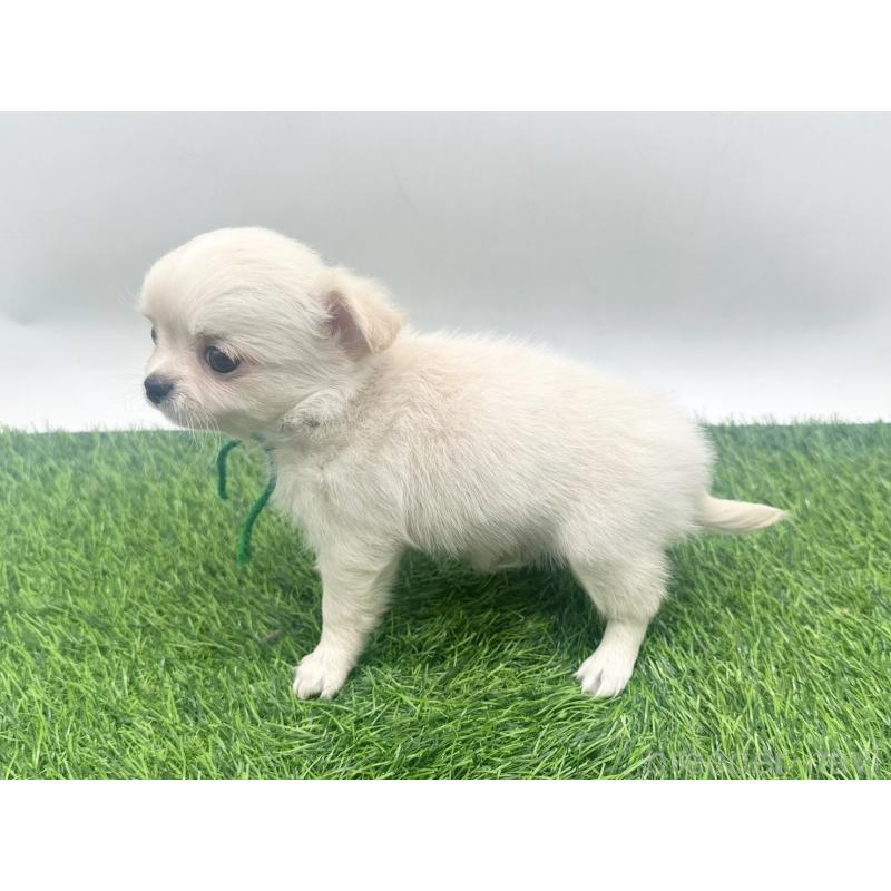 販売中の愛知県のチワワ(ロングコート)-455777の3枚目