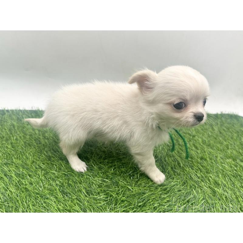 販売中の愛知県のチワワ(ロングコート)-455777の2枚目