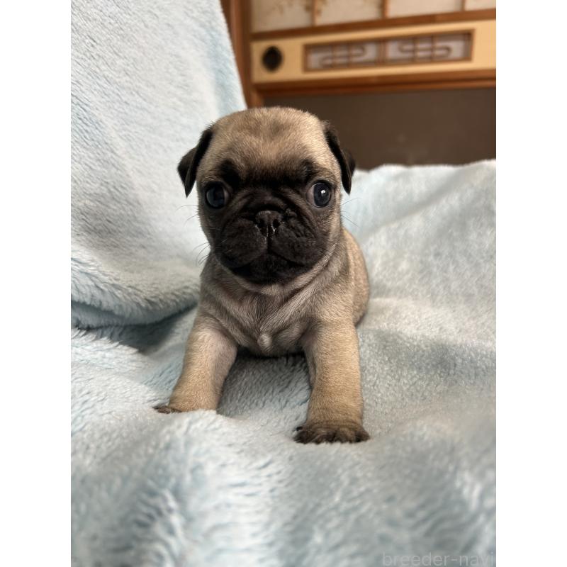 販売中の愛知県のパグ-455778の4枚目