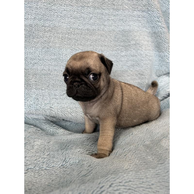 販売中の愛知県のパグ-455778の3枚目