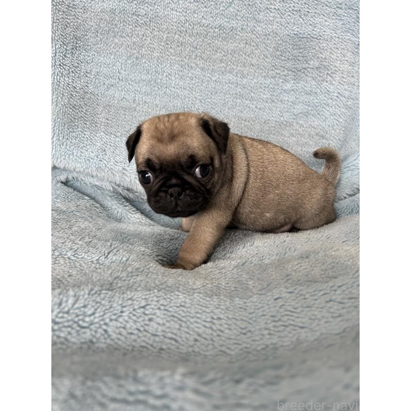 販売中の愛知県のパグ-455778の2枚目