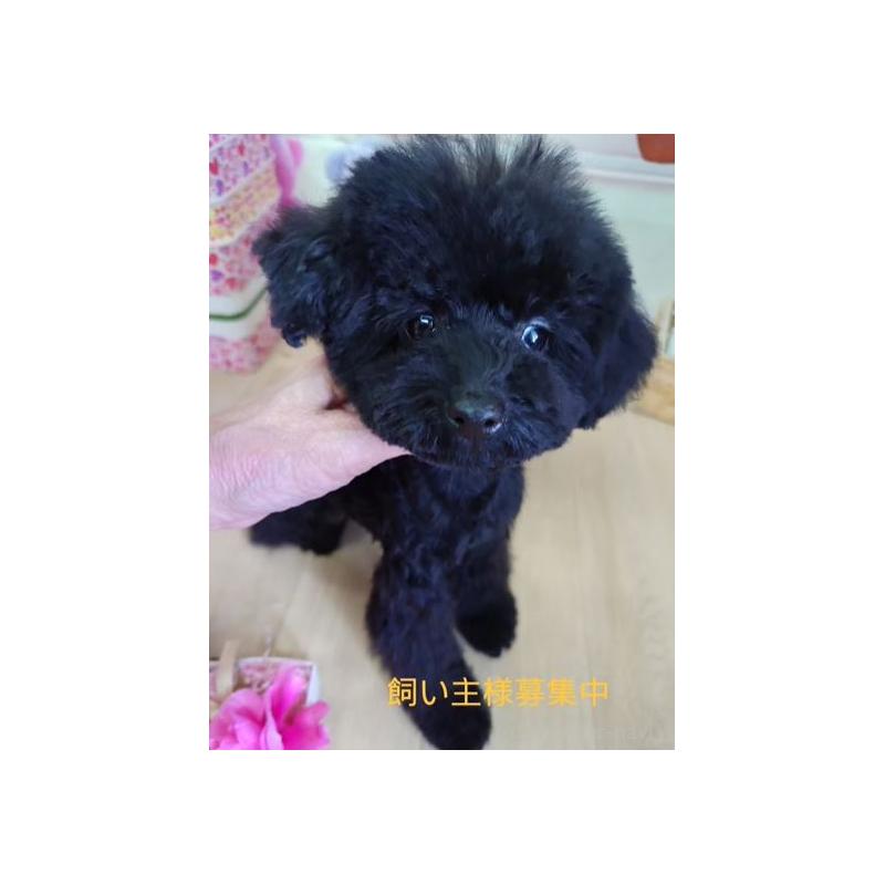 販売中の京都府のティーカッププードル-455779の2枚目