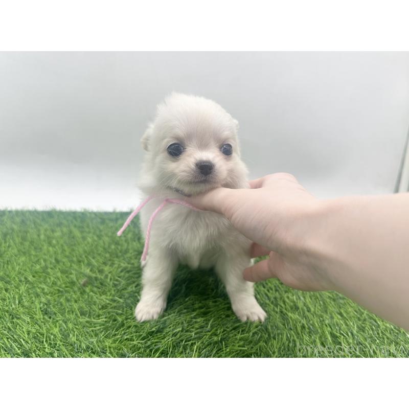 販売中の愛知県のチワワ(ロングコート)-455780の7枚目