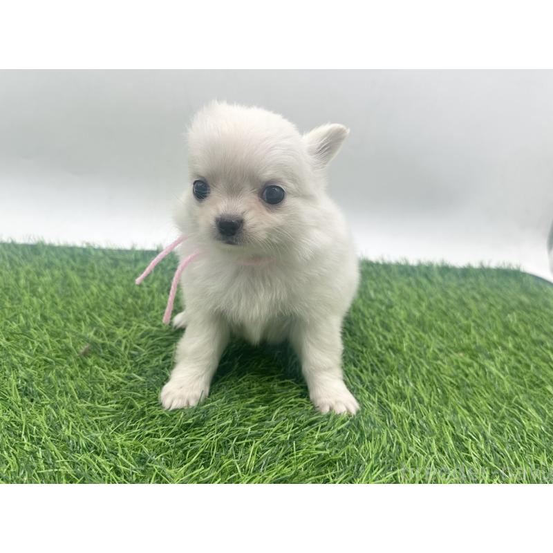 販売中の愛知県のチワワ(ロングコート)-455780の6枚目