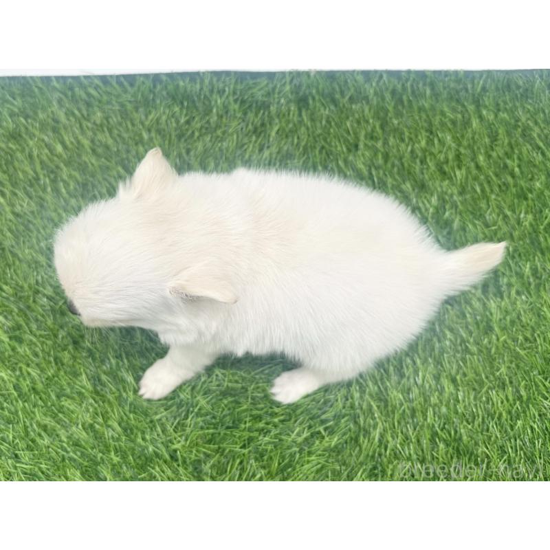 販売中の愛知県のチワワ(ロングコート)-455780の5枚目