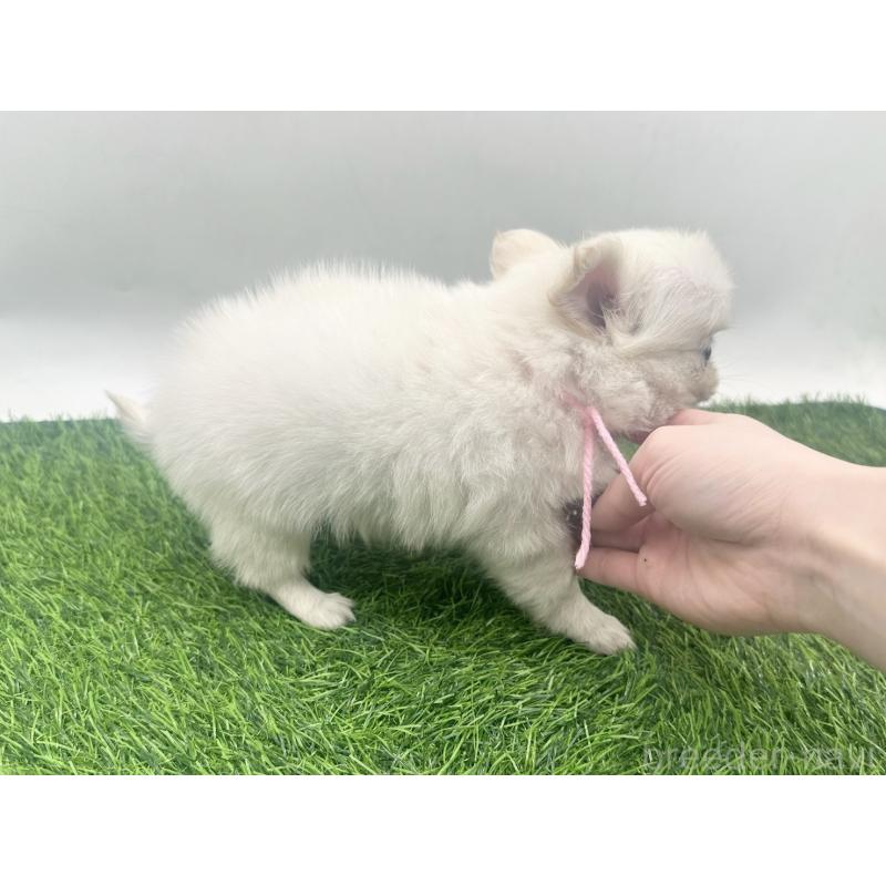 販売中の愛知県のチワワ(ロングコート)-455780の4枚目