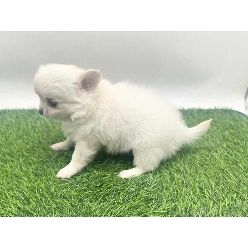 販売中の愛知県のチワワ(ロングコート)-455780の3枚目