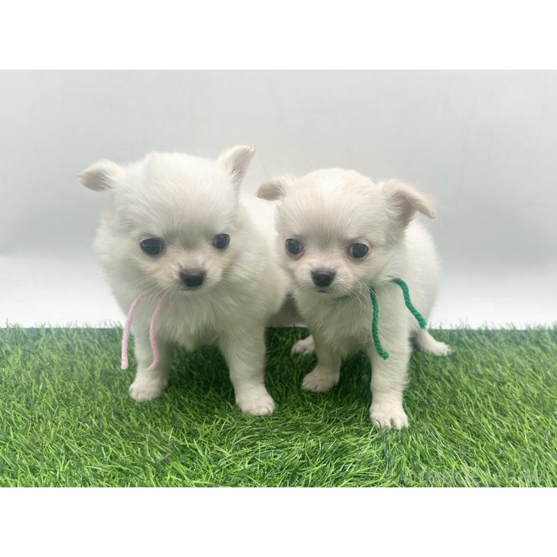 販売中の愛知県のチワワ(ロングコート)-455780の2枚目