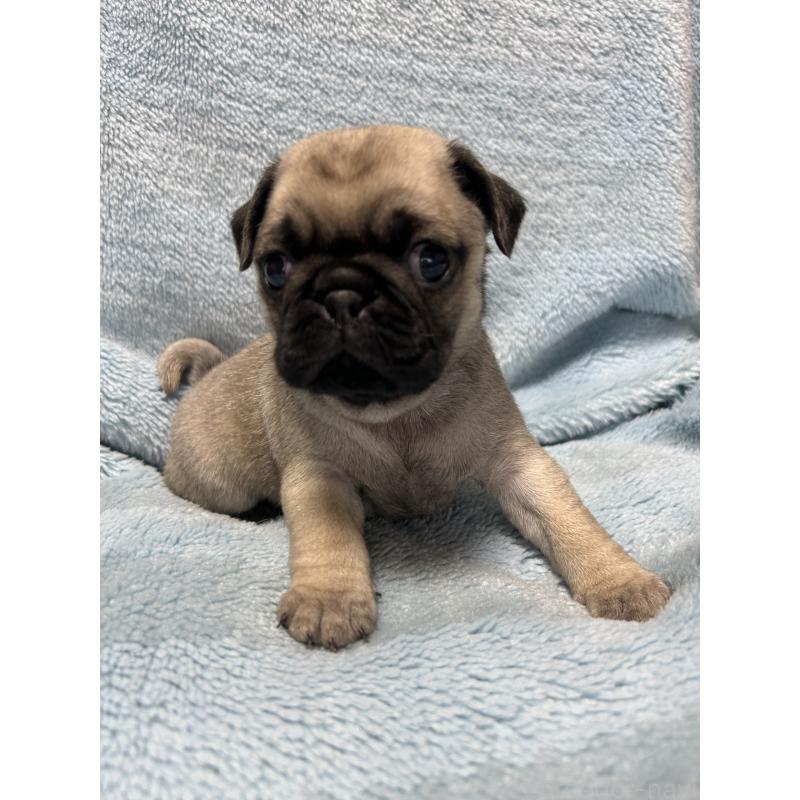 販売中の愛知県のパグ-455781の4枚目