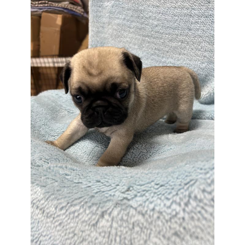 販売中の愛知県のパグ-455781の3枚目