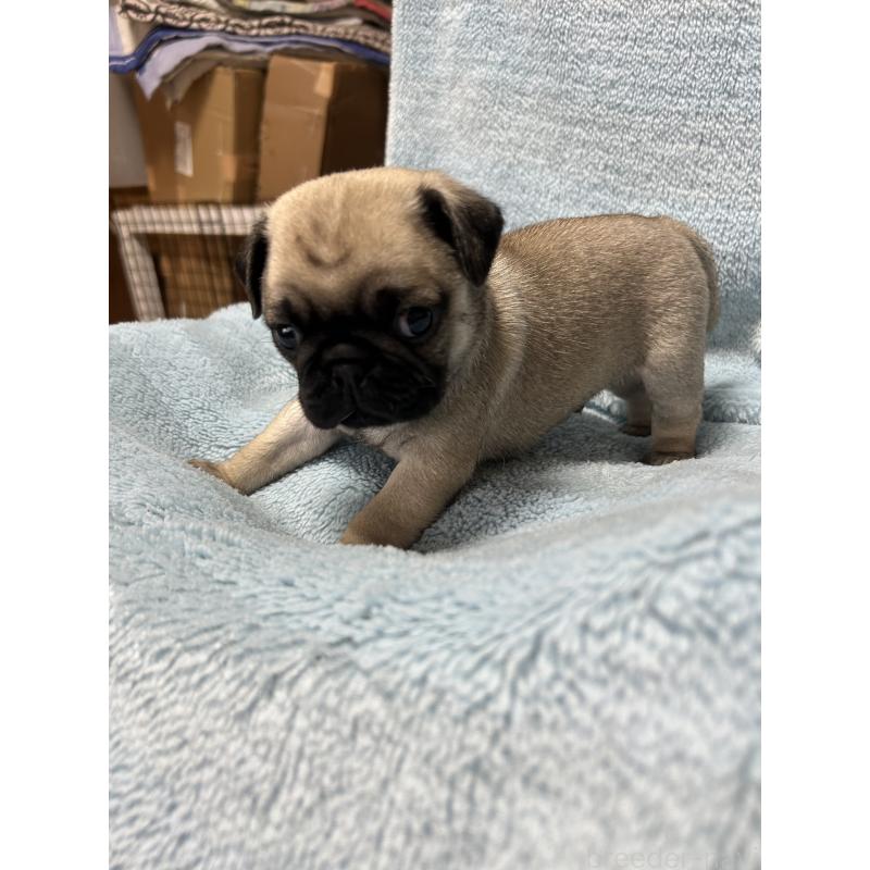 販売中の愛知県のパグ-455781の2枚目