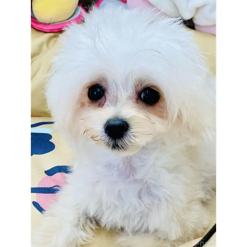 販売中の宮城県のミックス犬-455746の6枚目