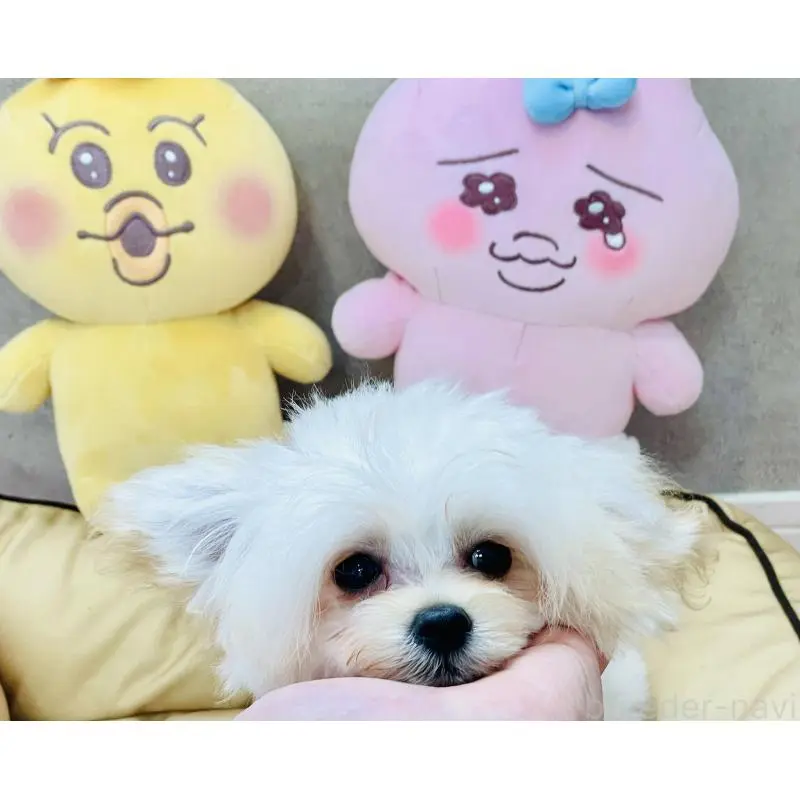 販売中の宮城県のミックス犬-455746の5枚目