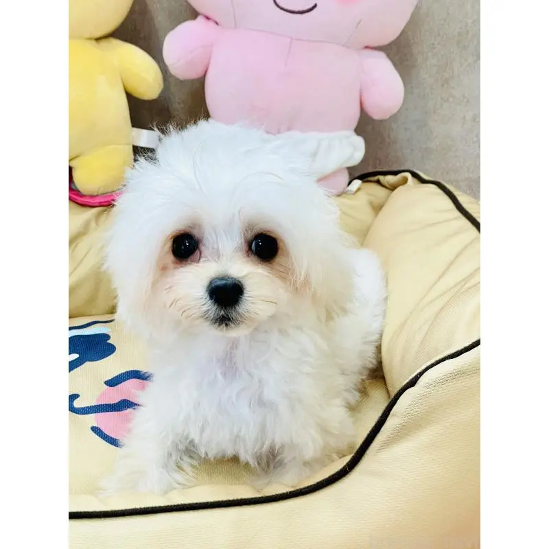 販売中の宮城県のミックス犬-455746の4枚目