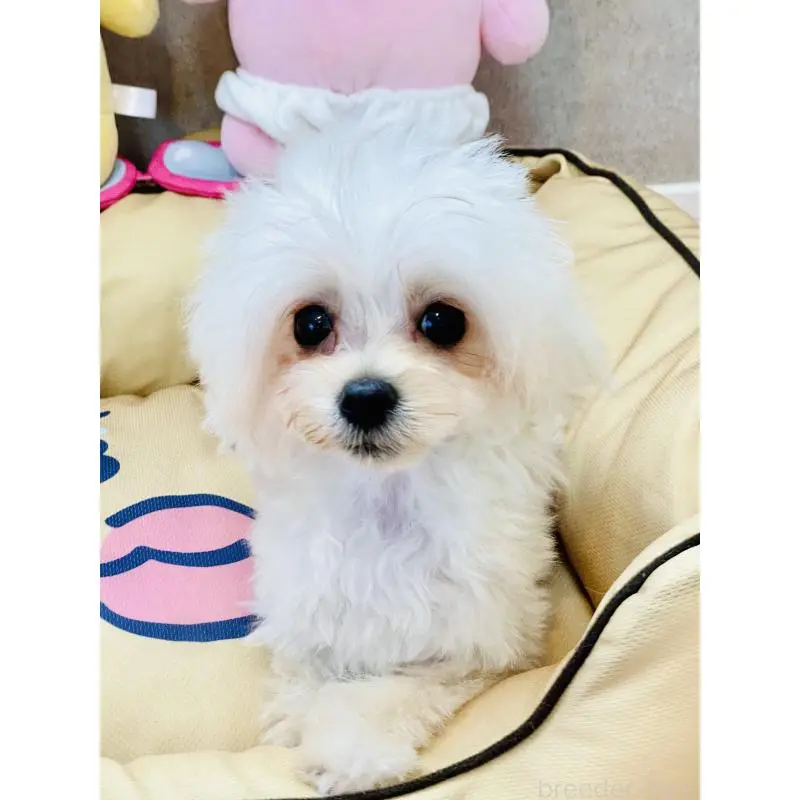 販売中の宮城県のミックス犬-455746の3枚目