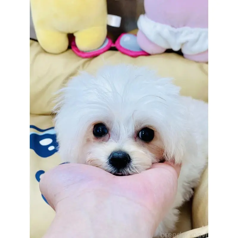 販売中の宮城県のミックス犬-455746の2枚目