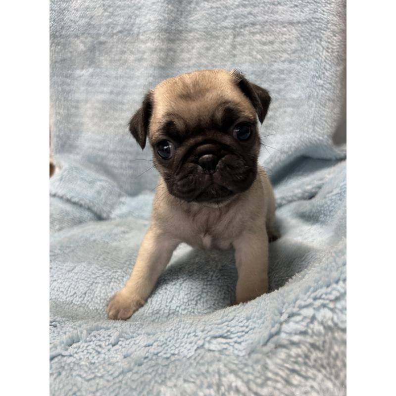 販売中の愛知県のパグ-455782の3枚目