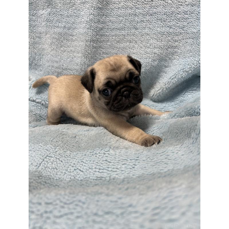 販売中の愛知県のパグ-455782の2枚目