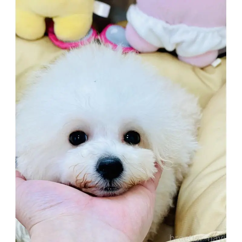 販売中の宮城県のミックス犬-455743の6枚目