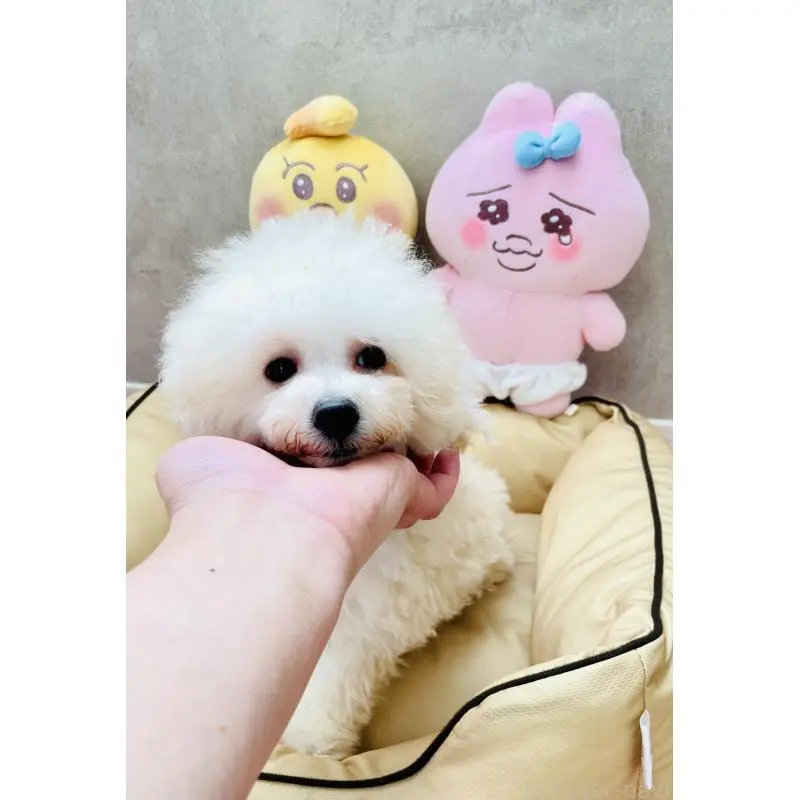 販売中の宮城県のミックス犬-455743の4枚目