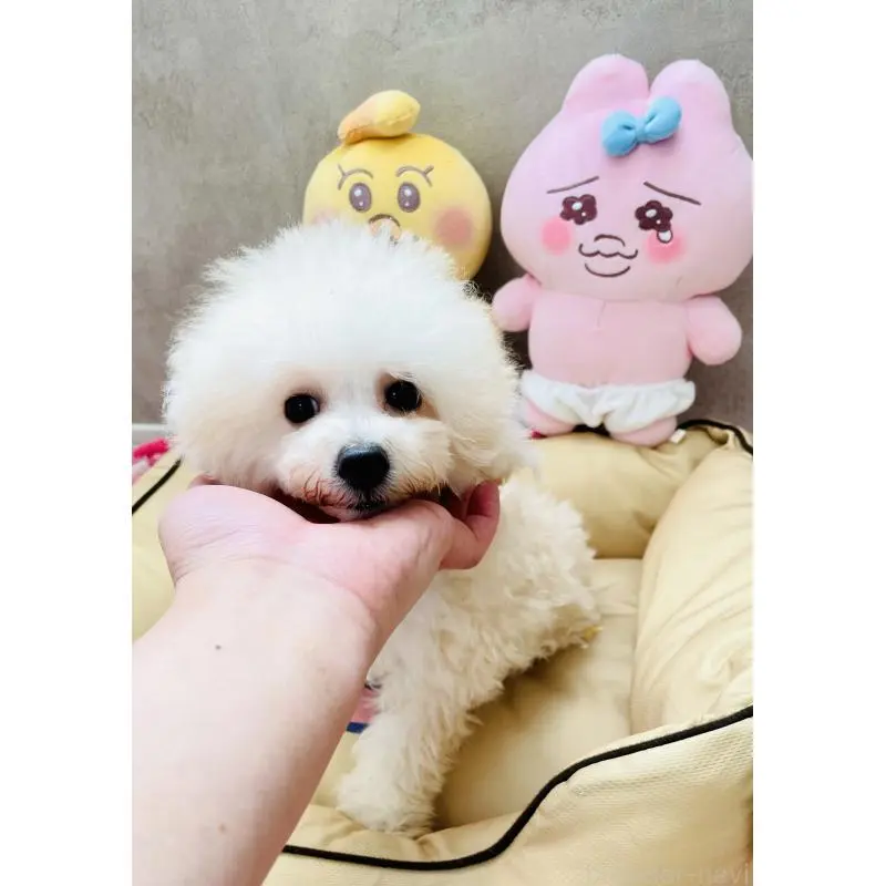 販売中の宮城県のミックス犬-455743の3枚目