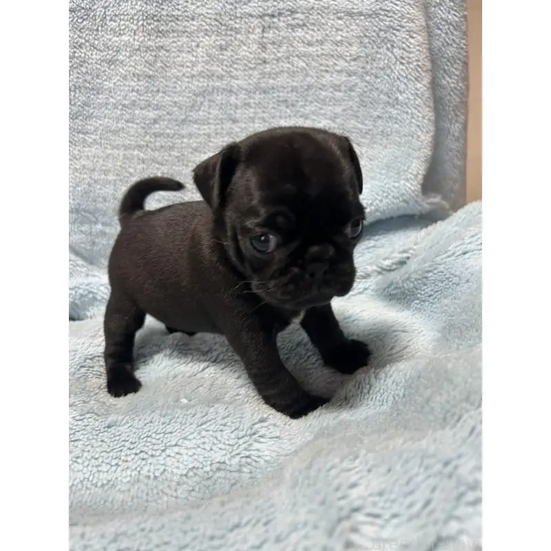 販売中の愛知県のパグ-455783の4枚目