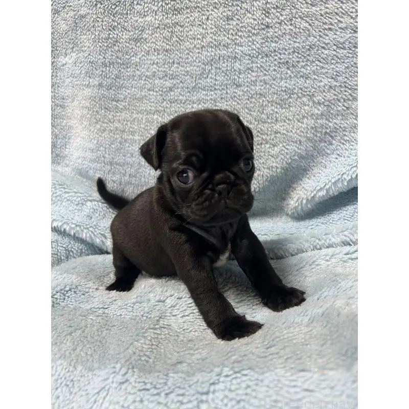 販売中の愛知県のパグ-455783の3枚目