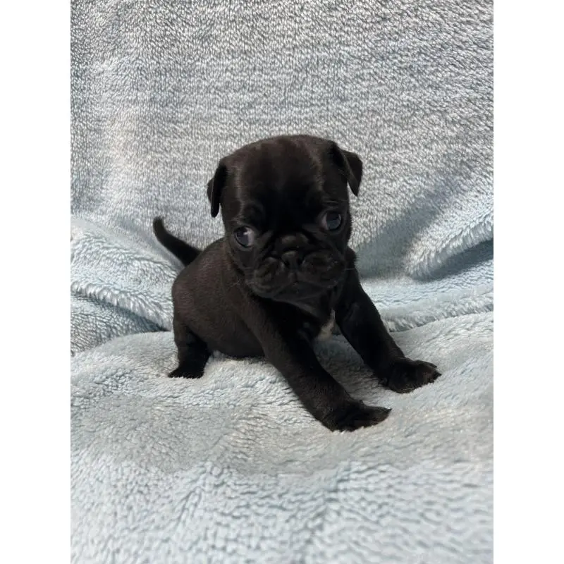 販売中の愛知県のパグ-455783の2枚目